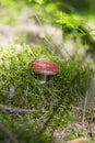 Mushroom Ã¢â¬â pink russule in the forest Royalty Free Stock Photo